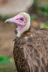 The closeup image of hooded vulture (Necrosyrtes monachus), which is an Old World vulture in the order Accipitriformes, It is native to sub-Saharan Africa