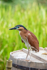 The nankeen night heron (Nycticorax caledonicus) is a heron that belongs to the genus Nycticorax and the family Ardeidae, with distinctive reddish-brown colour.
