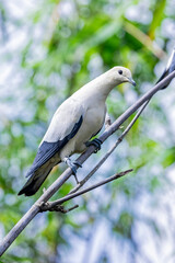 a Pied imperial pigeon (Ducula bicolor) stands on the branch. 
It is a relatively large, pied species of pigeon. It is found in forest, woodland, mangrove, plantations and scrub in Southeast Asia. 