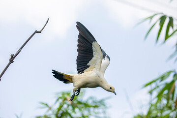 a Pied imperial pigeon (Ducula bicolor) is flying. 
It is a relatively large, pied species of...