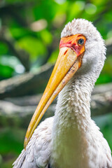 The yellow-billed stork (Mycteria ibis) is a large African wading stork species in the family Ciconiidae. It is widespread in regions south of the Sahara and also occurs in Madagascar.