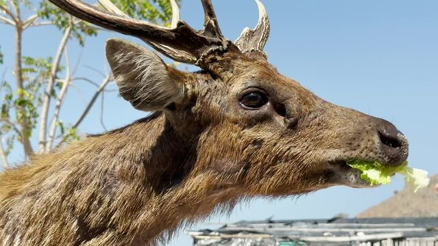 The Javan rusa deer fed with lettuce on Padar Island, Komodo, Indonesia