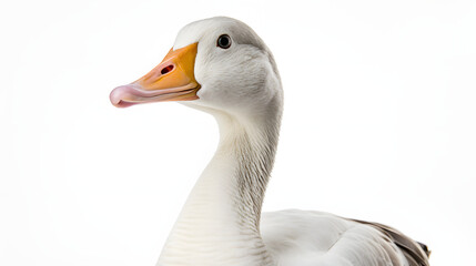 Obraz premium Goose on white background