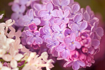 Naklejka na ściany i meble Branch of purple spring lilac with large flowers