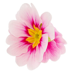 flower pink primrose isolated on white background