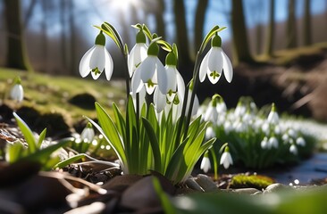 Close up view of small fresh snowdrops flowers growing among dry leaves in forest. First spring plants in woods.
