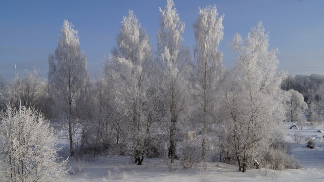 snow covered trees in winter