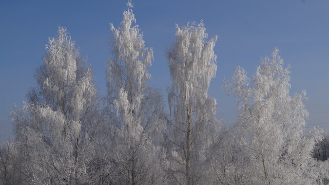 snow covered trees