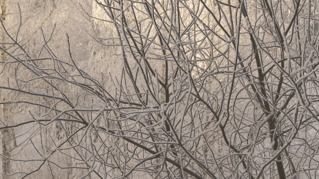 snow on the branches