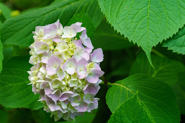 Macro of multicolored pink and blue flowers of hydrangea macrophylla against the green leaves background of the bush of hydrangea