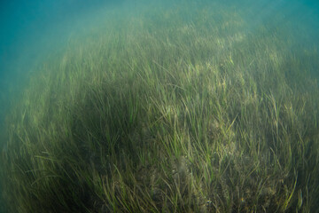 Beautiful sea grass view underwater.