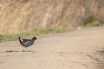 Sunlit Common Moorhen (Gallinula chloropus) crosses a footpath at a reedbed, wetland habitat in the UK in low winter morning sun.