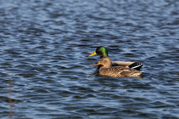 A male and female pair of wild mallards (Anas platyrhynchos) swim together across  blue wavy water. Yorkshire, UK in February