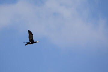 A wild cormorant (Phalacrocorax carbo) flies against a blue sky with light white clouds. Yorkshire, UK in February