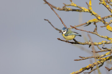 Sunlit adult Blue Tit (Cyanistes caeruleus) posed on a branch in British countryside in Winter against an atmospheric blue grey sky. Yorkshire, UK