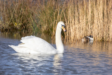 Beautifully sunlit Mute swan (Cygnus olor) gliding along blue water at a reedbed habitat in England. UK in February.