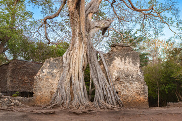 Ruins of Gedi. Watamu, Kenya. Historical and archaeological site near the Indian Ocean coast of eastern Kenya.