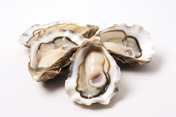 oysters isolated on a white background
