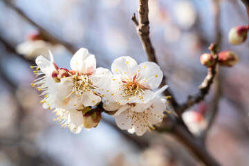 Fresh beautiful white plum flower blossom.