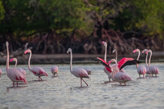 Greater Flamingos (Phoenicopterus roseus) in mangrove forest. Mida Creek reserve near Watamu in Kenya.