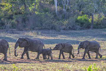 African bush elephant. Arabuko Sokoke National Park, Kenya.
