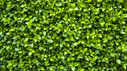Fototapeta na wymiar Lush Green Foliage Texture for Vibrant Natural Backgrounds