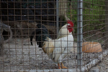 Chicken coop with rooster and hen