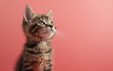 Obraz premium Small Kitten Sitting on Wooden Table