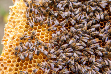 Close up view of working bees on honeycomb..