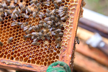Close up view of working bees on honeycomb with sweet honey..