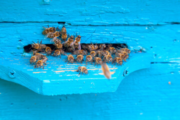 Swarming bees at the entrance of blue beehive in apiary..