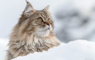 Long Haired Cat Looking Up Into the Sky
