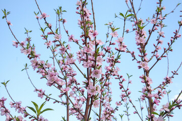 Pink flowers of the peach blossoms in garden at spring day..