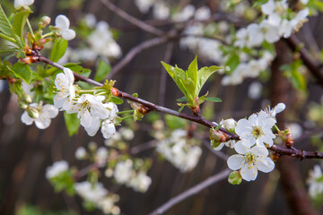 White flowers of the cherry blossoms in garden at spring day..