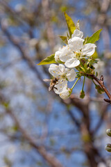 Honeybee on white flower of cherry tree collecting pollen and nectar to make sweet honey with medicinal benefits..