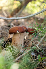 Triple porcini mushroom grows in pine tree forest at autumn season..