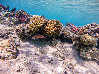 Crown squirrelfish (Sargocentron diadema) at coral reef..