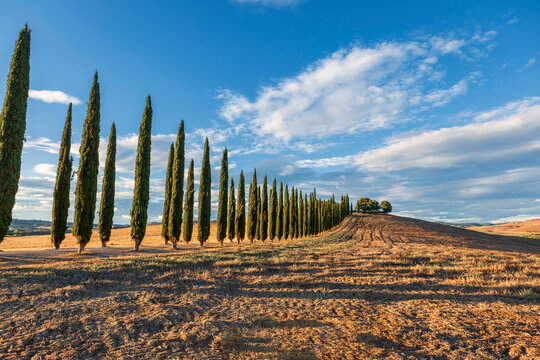 iconic italian cypress trees an a dirt road to a farm house