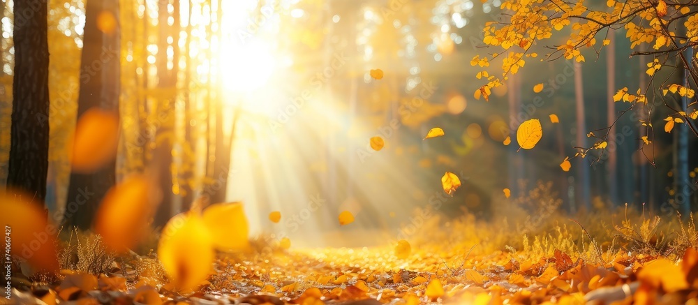 Aufkleber enchanting forest scenery with sunlight illuminating through the trees creating a magical atmosphere