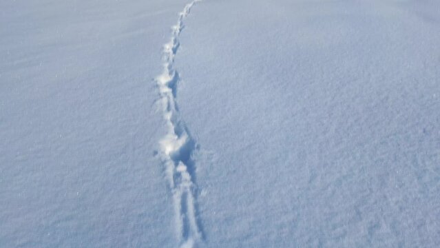 Hare tracks in the snow in winter