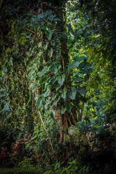 jungle scenery with a lot of philodendron type plant growth on trees