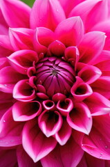 A mesmerizing dahlia with petals, dotted with dew drops