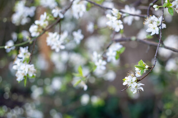 Delicate white tree blossoms, a sign of early Spring. Background or nature theme.