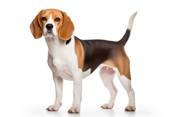 beagle dog, isolated on white background