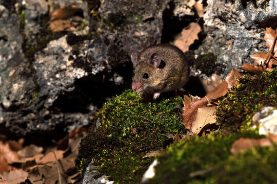 A field mouse cautiously peers out from a rocky crevice surrounded by moss and autumn leaves