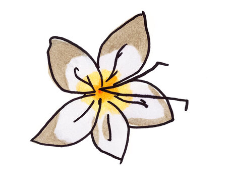 Illustration of a white flower hand-drawn with pastel crayons