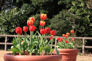 ２月が旬のアイスチューリップ