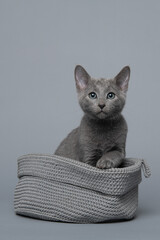 Cute grey Russian blue kitten in a grey basket on a grey background looking up