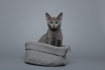Cute grey Russian blue kitten in a grey basket on a grey background looking at the camera