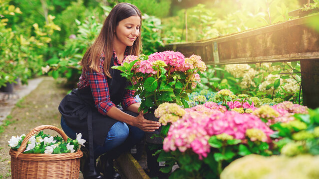 Young woman at a nursery holding a pink hydrangea